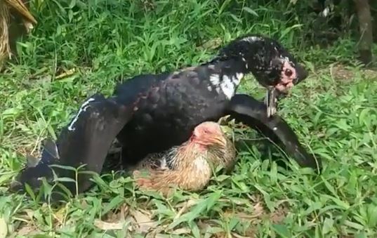 Clip: Cuộc chiến sinh tử giữa ngan với gà mái