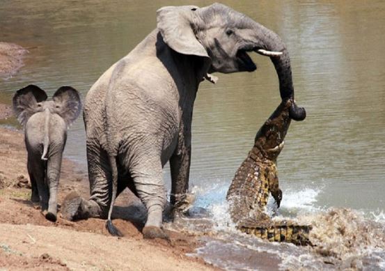 Clip: 5 tình huống săn mồi kinh dị của cá sấu