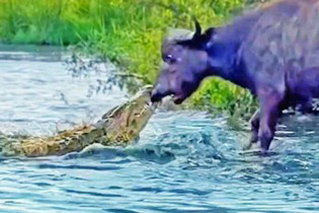 Trâu rừng may mắn thoát chết khi bị cá sấu cắn vào mũi
