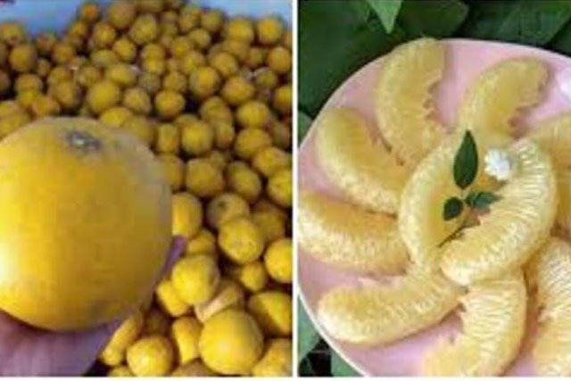 B&#x1EA3;o qu&#x1EA3;n b&#x1B0;&#x1EDF;i ch&#x1EC9; c&#x1EA7;n b&#xF4;i th&#x1EE9; n&#xE0;y v&#xE0;o cu&#x1ED1;ng, &#x111;&#x1EC3; c&#xE0;ng l&#xE2;u c&#xE0;ng ngon ng&#x1ECD;t, m&#x1ECD;ng n&#x1B0;&#x1EDB;c