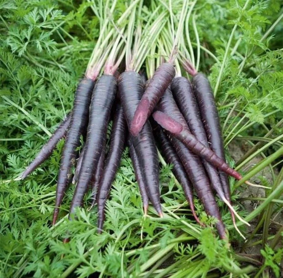 7 tác dụng tuyệt vời của cà rốt đen đối với sức khoẻ