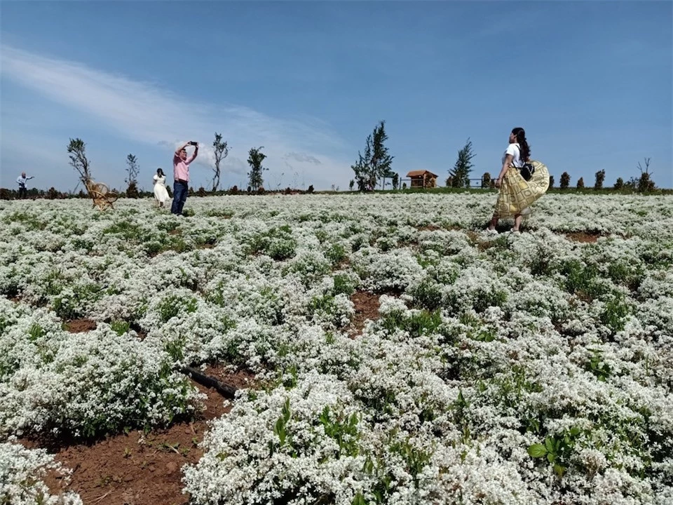 Có một thung lũng hoa lớn nhất thế giới ở Đà Lạt