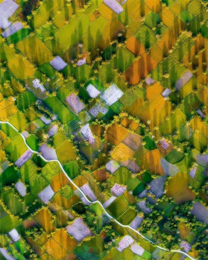 Cánh đồng độc đáo nhất miền Tây đẹp như tranh vẽ với các thửa ruộng màu sắc - 3