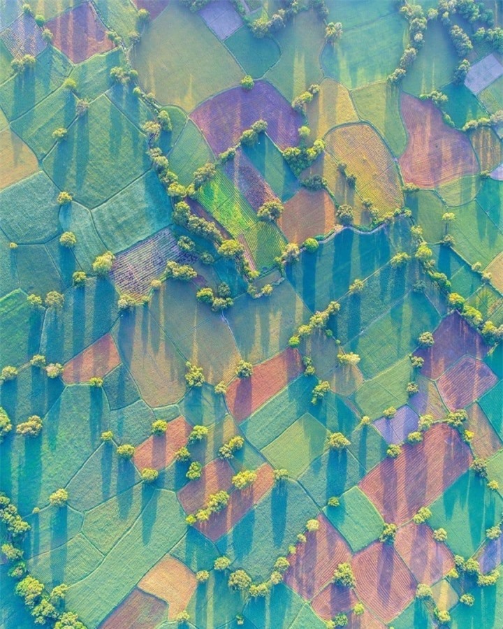 Cánh đồng độc đáo nhất miền Tây đẹp như tranh vẽ với các thửa ruộng màu sắc - 4