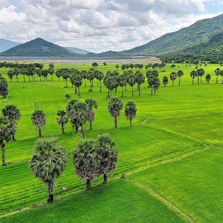 Cánh đồng độc đáo nhất miền Tây đẹp như tranh vẽ với các thửa ruộng màu sắc - 6