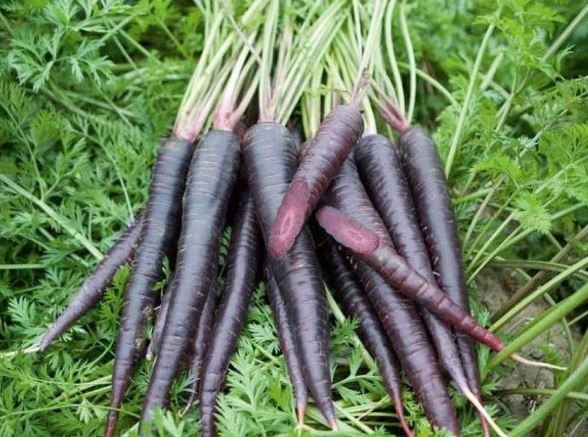 7 tác dụng tuyệt vời của cà rốt đen đối với sức khoẻ