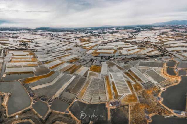 Đi Vũng Tàu nhiều nhưng không phải ai cũng biết cánh đồng đẹp đến say lòng này