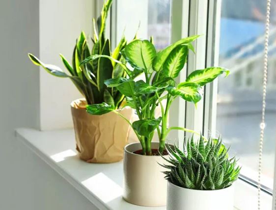 Các cụ dạy: Trong nhà có 3 thứ sinh sôi, tài lộc dồi dào, gia đạo hưng thịnh