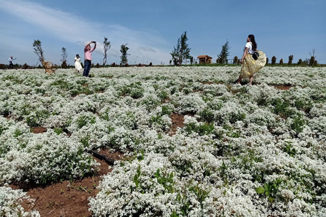 Cận cảnh thung lũng hoa lớn nhất thế giới ở Đà Lạt