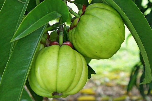 5 loại thảo mộc cực kỳ hiệu quả để giảm cân và đốt cháy chất béo