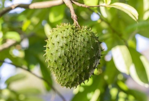 Công dụng tuyệt vời của lá mãng cầu xiêm với sức khỏe