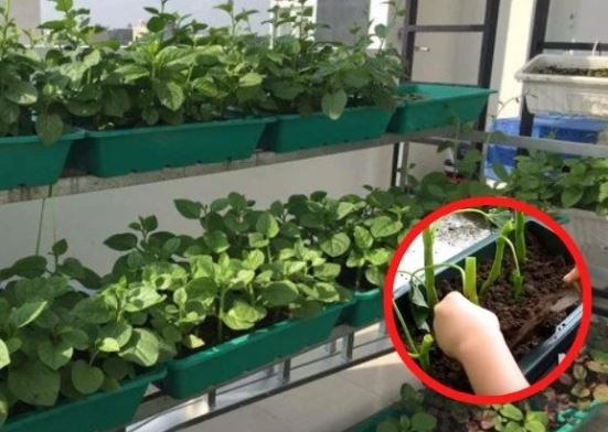 7 loại rau nhặt xong nhớ giữ lại cành, đem cắm xuống đất quanh năm có rau ăn