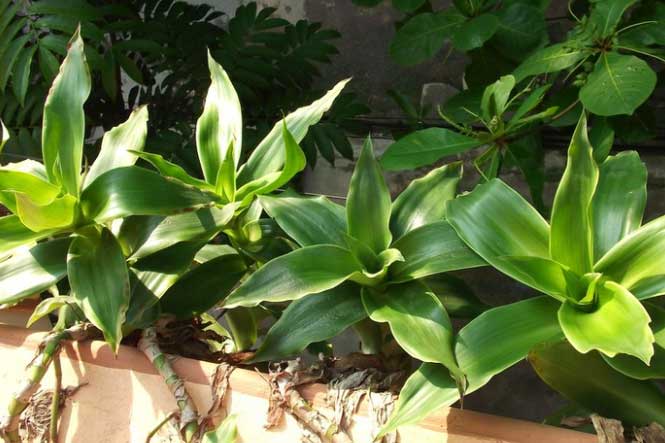 2 bài thuốc chữa bệnh viêm gan, xơ gan cực kỳ hiệu quả từ cây lược vàng mang lại công dụng tức thì