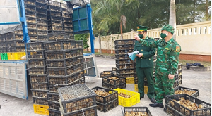 Siết chặt kiểm soát gia cầm nhập lậu từ Campuchia