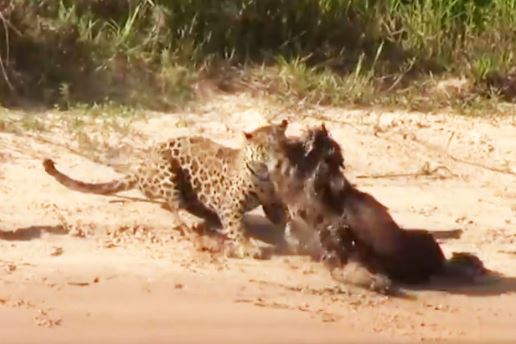 Clip: Dùng tuyệt chiêu, báo đốm dễ dàng tóm gọn chuột lang nước