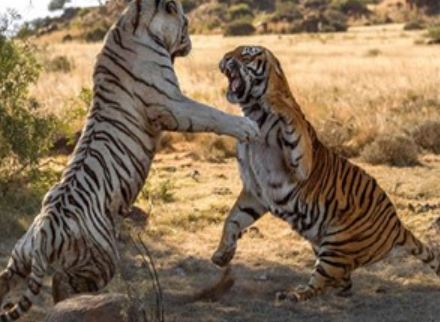 Clip: Top 10 màn ác đấu kinh hoàng trong thế giới động vật