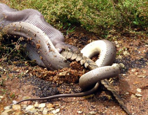 Clip: Trăn khổng lồ nuốt chửng cá sấu