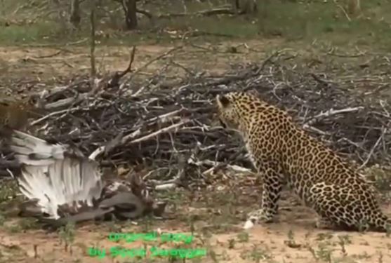 Clip: Đại bàng bị báo đốm và rắn hổ mang “trên đe dưới búa”