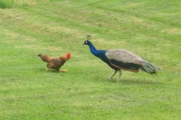 Clip: Màn đá nhau siêu kịch tính giữa gà và công