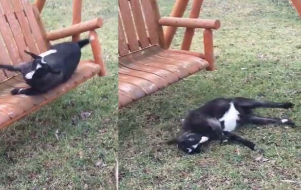 Clip: “Chết cười” với cảnh dê nằm ăn vạ sau khi chơi ngu