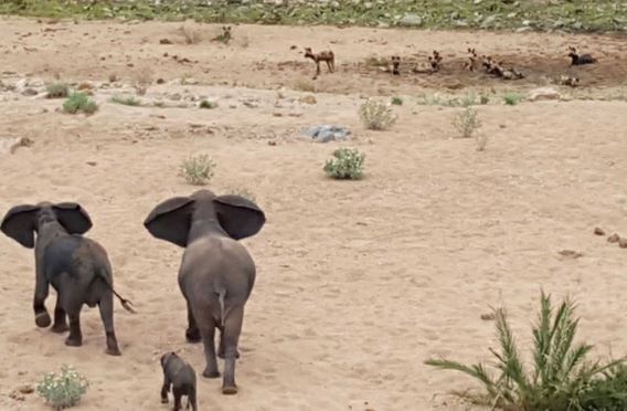 Clip: Đàn chó hoang truy sát voi