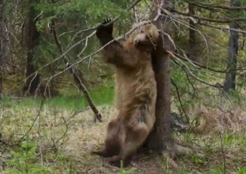 Clip: Màn “múa cột” siêu hài hước của "gã khồng lồ" vùng Bắc Mỹ