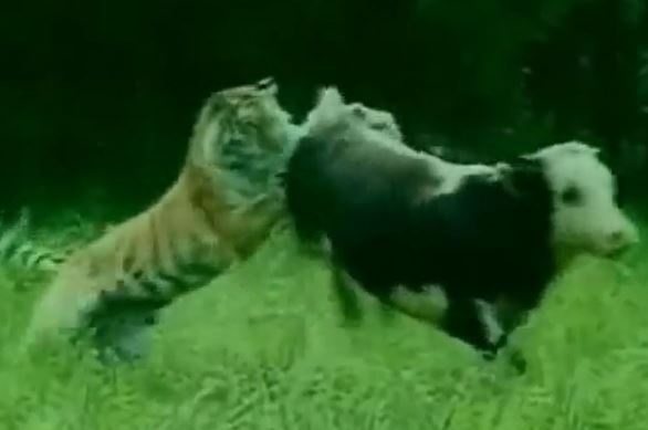 Clip: “Khiếp vía” với cảnh hổ dữ săn trộm bò sữa