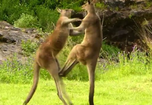 Clip: Màn ác đấu kịch tính của hai “võ sĩ” chuột túi