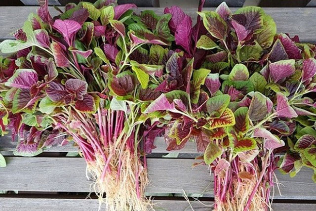 Lương y chỉ ra 3 loại rau ‘rẻ hơn thịt, bổ hơn thuốc’, là siêu thực phẩm bổ máu