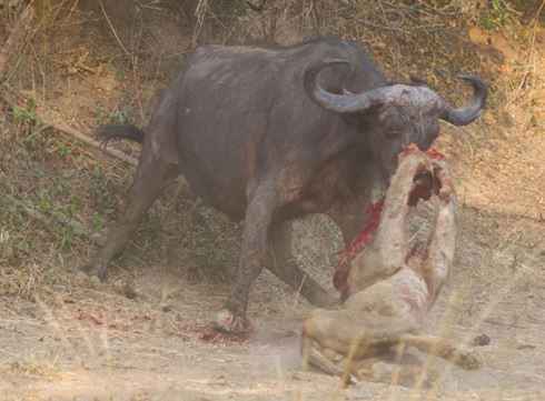 Clip: Những pha săn mồi tàn khốc nhất năm của các loài mèo lớn