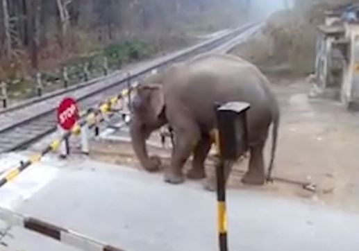 Clip: Voi vi phạm luật giao thông cực kỳ nguy hiểm