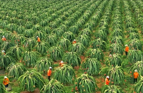 Thiếu vùng nguyên liệu đạt chuẩn, doanh nghiệp khó tiếp cận thị trường quốc tế