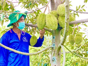 Phê duyệt thêm 230 mã số vùng trồng sầu riêng để xuất khẩu sang Trung Quốc