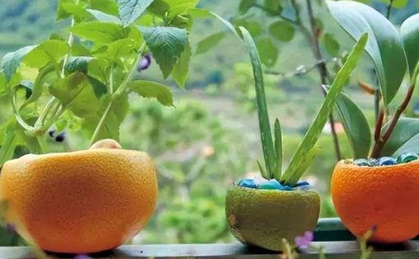 Cam thối hỏng đừng vội bỏ đi, bạn sẽ bất ngờ về công dụng chúng mang lại