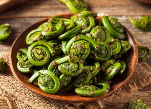 10 tác dụng của cây dương xỉ với sức khỏe