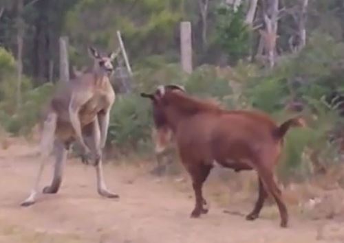 Clip: Dê “rảnh việc” trêu kangaroo tức điên