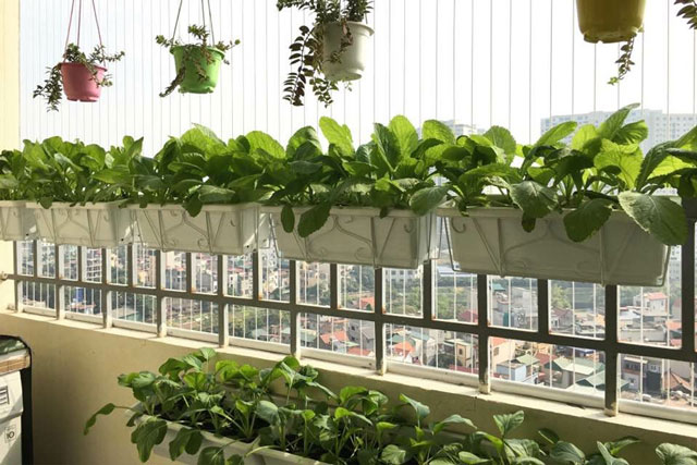 Đem 4 loại rau này trồng ở ban công sẽ có rau sạch ăn suốt mùa đông: Sinh trưởng nhanh lại không sâu bệnh