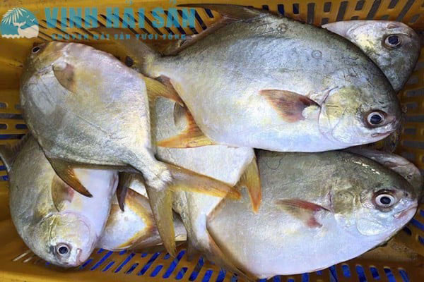 Ng&#x1B0;&#x1EDD;i b&#xE1;n c&#xE1; ti&#x1EBF;t l&#x1ED9;: &#x110;i ch&#x1EE3; th&#x1EA5;y 7 lo&#x1EA1;i c&#xE1; n&#xE0;y n&#xEA;n mua ngay, c&#xE1; t&#x1EF1; nhi&#xEA;n, th&#x1ECB;t ng&#x1ECD;t l&#x1EA1;i gi&#xE0;u dinh d&#x1B0;&#x1EE1;ng