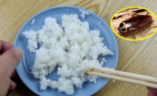 Trộn cơm nguội với thứ rồi đặt ở góc nhà: Gián 'chạy mất dép', một đi không trở lại