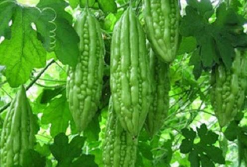 Ăn mướp đắng giúp hạ đường huyết