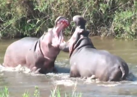 Clip: Màn đấu võ mồm vô cùng quyết liệt của 2 con hà mã đực