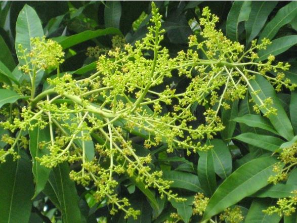 5 lợi ích tuyệt vời của hoa xoài đối với sức khỏe