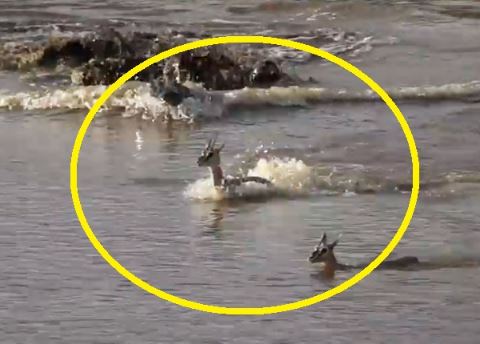 Clip: Cá sấu truy sát, tóm gọn linh dương