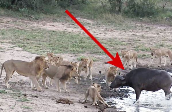 Clip: Đàn sư tử “chào thua” trước trâu rừng