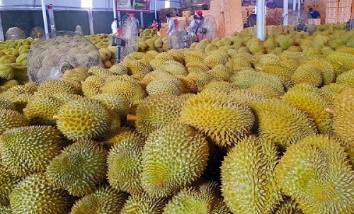 Những khuyến nghị để phát triển ngành hàng sầu riêng bền vững