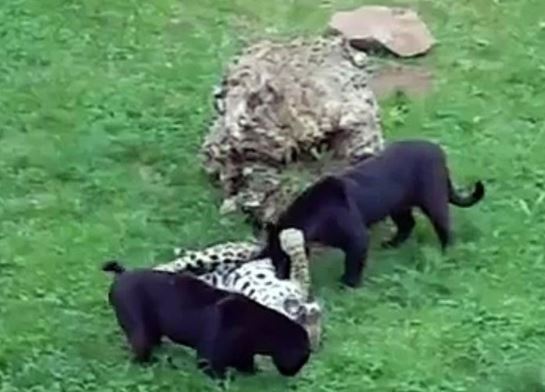 Clip: Màn hỗn chiến kịch tính giữa 4 con báo