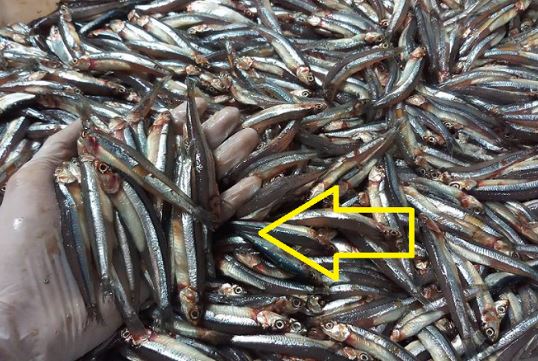 8 lo&#x1EA1;i c&#xE1; &#x111;i ch&#x1EE3; g&#x1EB7;p ph&#x1EA3;i mua ngay, &#x111;&#x1EA3;m b&#x1EA3;o c&#xE1; t&#x1EF1; nhi&#xEA;n, th&#x1ECB;t ch&#x1EAF;c ngon l&#x1EA1;i nhi&#x1EC1;u ch&#x1EA5;t b&#x1ED5;