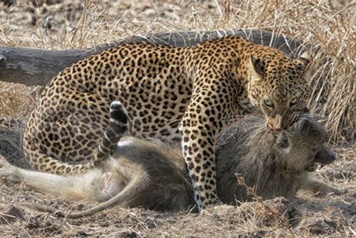 Clip: Báo hoa mai “đột kích” bất ngờ tóm gọn khỉ đầu chó