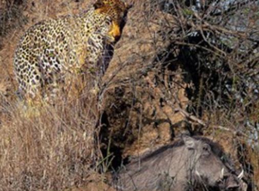 Clip: Báo hoa mai trổ tài bắt heo rừng trong hang