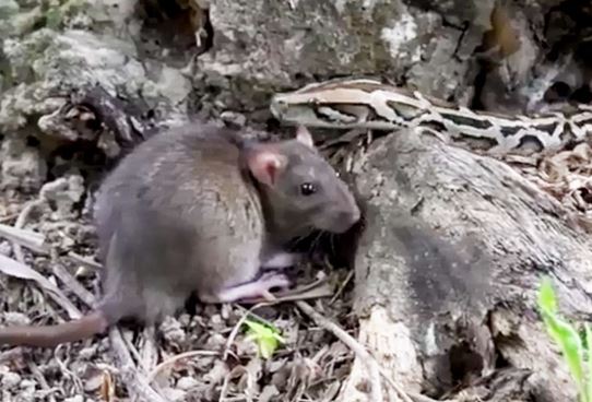 Clip: Những màn săn mồi chớp nhoáng của loài trăn